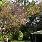 戸定が丘歴史公園の梅林