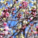 戸定が丘歴史公園の梅林