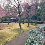 戸定が丘歴史公園の梅林