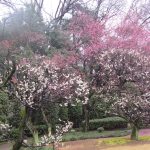 戸定が丘歴史公園の梅林