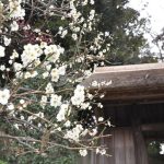 戸定が丘歴史公園の梅林
