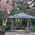 戸定が丘歴史公園の梅林